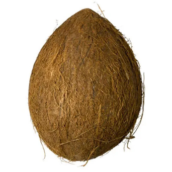 Coconut