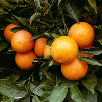 Oranges