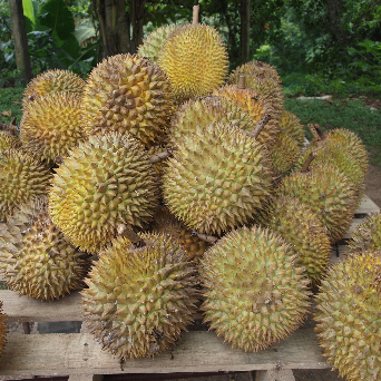 Duian Fruit